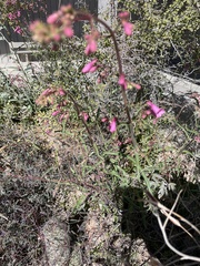 Penstemon parryi