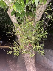 Dendrobium crumenatum