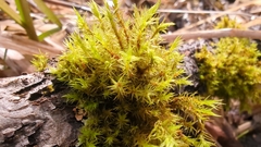 Orthotrichum pulchellum