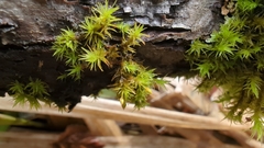 Orthotrichum pulchellum