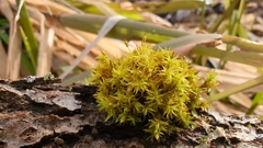 Orthotrichum pulchellum