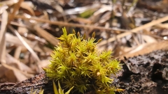 Orthotrichum pulchellum