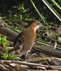 Laterallus melanophaius