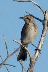 Gliciphila melanops