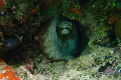 Octopus insularis