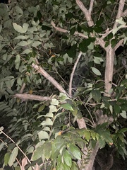 Lagerstroemia speciosa