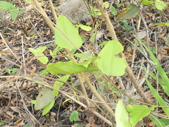 Smilax walteri
