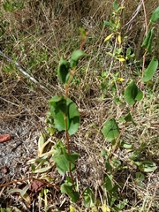 Muehlenbeckia adpressa