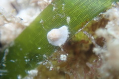 Archaias angulatus