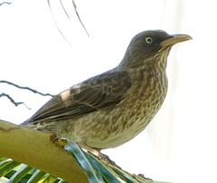 Margarops fuscatus bonairensis