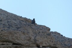 Geranoaetus melanoleucus