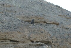 Geranoaetus melanoleucus