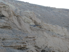 Geranoaetus melanoleucus