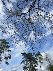 Melioides
