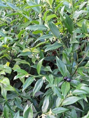 Sarcococca confusa