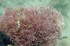 Amphiroa fragilissima
