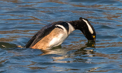 Lophodytes cucullatus