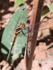 Dasythemis