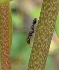 Pseudomyrmex ejectus