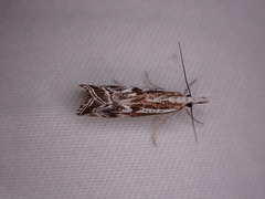 Catoptria oregonicus