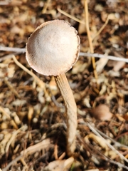 Battarrea phalloides
