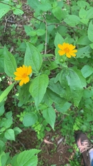 Coreopsis auriculata