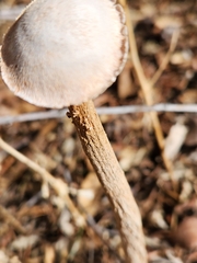 Battarrea phalloides