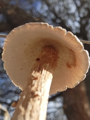 Battarrea phalloides