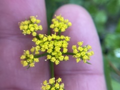 Tauschia texana