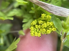 Tauschia texana