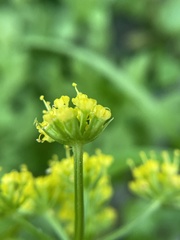 Tauschia texana