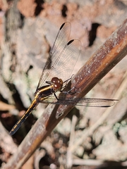 Dasythemis