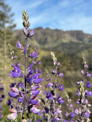 Lupinus albifrons