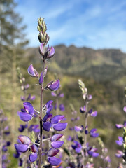 Lupinus albifrons
