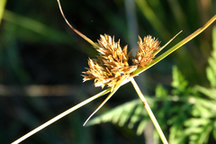 Cyperus polystachyos