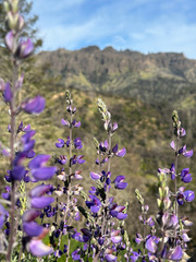 Lupinus albifrons