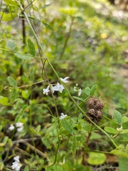 Vicia floridana