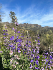 Lupinus albifrons