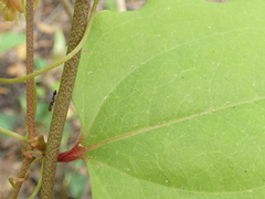 Smilax walteri