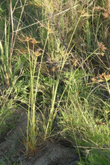Cyperus polystachyos