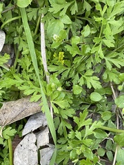 Tauschia texana