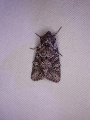 Eriopygini