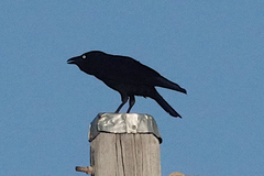 Corvus orru