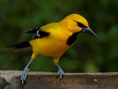 Icterus nigrogularis curasoensis