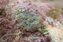 Discosoma carlgreni