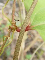 Smilax walteri