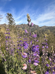 Lupinus albifrons
