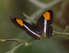 Adelpha syma