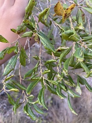 Lyonia ferruginea