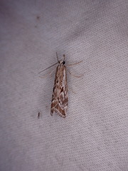 Catoptria oregonicus